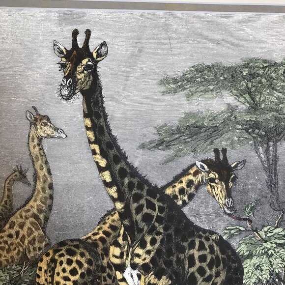 VTG Friedrich Specht "Giraffe" Late 19th Century Woodcut Art Jungle Multi-color - Picture 9 of 12